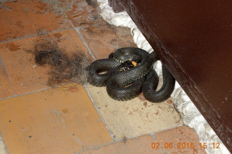 Что змея ночью обнаружит на более удаленном. Змеи в доме. Змеи которые заползают в дом.