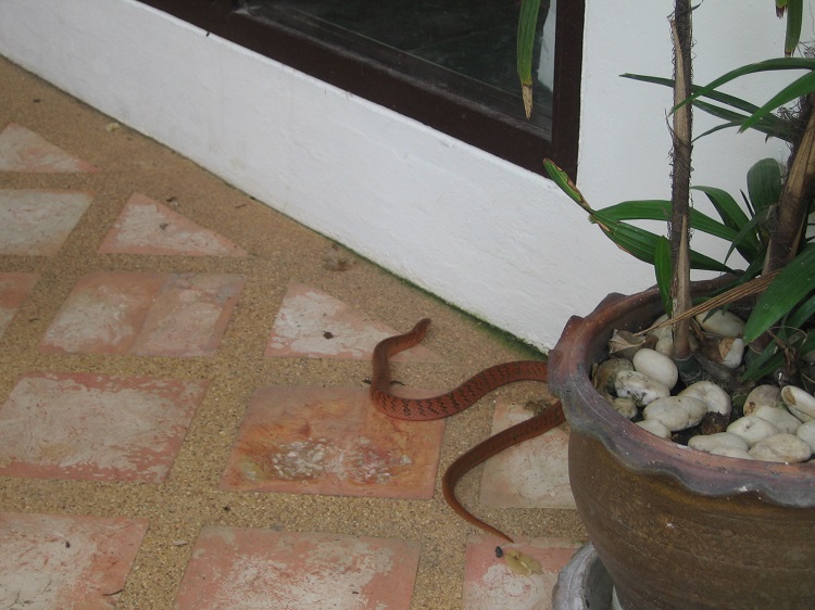 Увидеть змею дома. К вам в дом заползала змея?. Что делать если в дом заползла змея. Как можно изготовить змею она заползла под крыльцо.